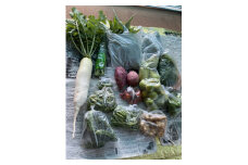 野菜 冬野菜 セット 約10品種 すだち 大根 さつまいも にんじん かぶ ごぼう 春菊 小松菜 里芋 季節 旬 冬 新鮮 煮物 炒め物 惣菜 国産 送料無料 吉野川市 徳島県