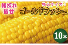 とうもろこし ゴールドラッシュ 10本 約 4kg 先行予約 トウモロコシ コーン スイートコーン 甘い 期間限定 夏 旬 野菜 鍋 炒め物 煮物 スープ 弁当 惣菜 おかず 健康 新鮮 国産 送料無料 吉野川市 徳島県