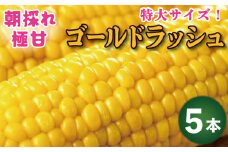 とうもろこし ゴールドラッシュ 5本 約 2kg 先行予約 トウモロコシ コーン スイートコーン 甘い 期間限定 夏 旬 野菜 鍋 炒め物 煮物 スープ 弁当 惣菜 おかず 健康 新鮮 国産 送料無料 吉野川市 徳島県