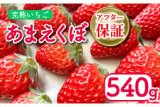 いちご あまえくぼ 2パック 540g ( 2026年 1月 発送開始 ) 朝採れ 期間限定 人気 果物 フルーツ 新鮮 旬 冬 春 ケーキ ショートケーキ デザート ギフト 贈り物 贈答 イチゴ 苺 ストロベリー 徳島県 吉野川市 あんいちご園