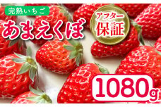 いちご あまえくぼ 4パック 1080g ( 2026年 1月 発送開始 ) 朝採れ 期間限定 人気 果物 フルーツ 新鮮 旬 冬 春 ケーキ ショートケーキ デザート ギフト 贈り物 贈答 イチゴ 苺 ストロベリー 徳島県 吉野川市 あんいちご園