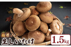 きのこ しいたけ 1.5kg （ 300g × 5袋 ） キノコ 椎茸 生しいたけ 生 シイタケ 大ぶり だし ダシ 焼きしいたけ 肉詰め 鍋 味噌汁 スープ 野菜 新鮮 旬 食べ応え 厚い 肉厚 うまみ セット 菌床しいたけ マルイ園 徳島県 吉野川市 2025年2月下旬～発送予定