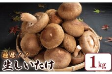 きのこ しいたけ 1kg （ 300g 以上 × 3袋 ） キノコ 椎茸 生しいたけ 生 シイタケ 大ぶり だし ダシ 焼きしいたけ 肉詰め 鍋 味噌汁 スープ 野菜 新鮮 旬 食べ応え 厚い 肉厚 うまみ セット 菌床しいたけ マルイ園 徳島県 吉野川市 2025年2月下旬～発送予定