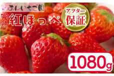 いちご 紅ほっぺ 4パック 1080g  ( 2026年 1月 発送開始 ) 期間限定 人気 果物 フルーツ 新鮮 旬 冬 春 ケーキ ショートケーキ デザート ギフト 贈り物 贈答 イチゴ 苺 ストロベリー 徳島県 吉野川市 あんいちご園