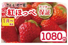 いちご 紅ほっぺ 4パック 1080g  ( 2026年 1月 発送開始 ) 期間限定 人気 果物 フルーツ 新鮮 旬 冬 春 ケーキ ショートケーキ デザート ギフト 贈り物 贈答 イチゴ 苺 ストロベリー 徳島県 吉野川市 あんいちご園
