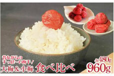 天野農園の梅干 大梅 小梅 セット 箱入り 各480g 《 2025年10月中旬 ～ 順次出荷 》 国産 梅 うめぼし 昔ながらの しょっぱい 梅干し ご飯のお供 常温 ギフト 贈答 送料無料 徳島県 吉野川市 
