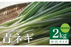 青ネギ 選べる 容量 2kg 【 シャキとろ 青ネギ 】ねっこ農園 丸ごと 食べれる 苦みえぐみが少ない 順次発送 薬味 ネギ 野菜 葱 味噌汁 うどん 鍋 朝ご飯 徳島県 吉野川市