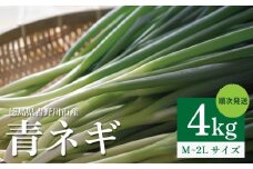 青ネギ 選べる 容量 4kg 【 シャキとろ 青ネギ 】ねっこ農園 丸ごと 食べれる 苦みえぐみが少ない 順次発送 薬味 ネギ 野菜 葱 味噌汁 うどん 鍋 朝ご飯 徳島県 吉野川市