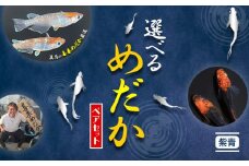 【配送不可地域あり】めだか ペアセット 紫青 《30日以内に出荷予定(土日祝除く)》喜来めだか 徳島県 美馬市 めだか 生き物 旧喜来小学校 改良めだか専門店 鑑賞用
