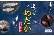 【配送不可地域あり】めだか ペアセット 月弓X 《30日以内に出荷予定(土日祝除く)》喜来めだか 徳島県 美馬市 めだか 生き物 旧喜来小学校 改良めだか専門店 鑑賞用