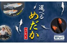 【配送不可地域あり】めだか ペアセット 煌Part１ 《30日以内に出荷予定(土日祝除く)》喜来めだか 徳島県 美馬市 めだか 生き物 旧喜来小学校 改良めだか専門店 鑑賞用