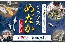 ミックス めだか 5種以上 計20匹+死着保障1匹 喜来めだか《30日以内に出荷予定(土日祝除く)》【配送不可地域あり】喜来めだか 徳島県 美馬市 めだか 生き物 旧喜来小学校 改良めだか専門店 鑑賞用 ミックス