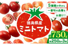 ミニトマト 750g ( 250g × 3種類 )《11月上旬-6月末頃出荷》ヴェリタス株式会社 徳島県 美馬市 青果物 野菜 とまと トマト フロランティーノ アルル アマイアリー アイコ 千恋 チコ
