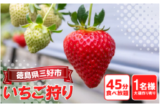 いちご 狩り 体験 チケット 大福づくり あり お一人様 思い出 家族 夏休み 農園 観光 いちごはうす 民宿 農家民宿 フルーツ狩り 果物 徳島 三好 みよし