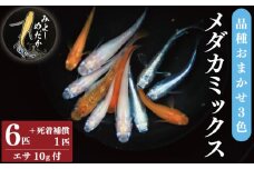 めだか 3色 ミックス 6匹 死着補償 +1匹 メダカ エサ付き 魚 生体 観賞用 ペット 観賞魚 かわいい 母の日 父の日 プレゼント ギフト 贈り物 贈答 徳島県 三好市 みよしめだか