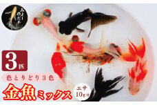 金魚 3色 ミックス 3匹 エサ付き リュウキン 出目金 琉金 デメキン キンギョ 魚 生体 観賞用 ペット 観賞魚 かわいい 母の日 父の日 プレゼント ギフト 贈り物 贈答 徳島県 三好市 みよしめだか