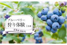 ブルーベリー 狩り 体験 チケット お一人様 食事券 3000円 思い出 家族 夏休み 農園 観光 かずら橋 祖谷 秘境 古民家 カフェ 食事 お土産 フルーツ狩り 果物 徳島 三好 みよし