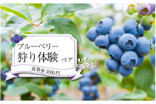 ブルーベリー 狩り 体験 チケット ペア 2名様 食事券 3000円 思い出 家族 夏休み 農園 観光 かずら橋 祖谷 秘境 古民家 カフェ 食事 お土産 フルーツ狩り 果物 徳島 三好 みよし