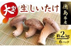 きのこ しいたけ 2kg 程度 6個 × 6パック 大型 超大型 キノコ 椎茸 ステーキ 生しいたけ 生 シイタケ 大ぶり だし ダシ 焼きしいたけ 肉詰め 鍋 味噌汁 スープ 野菜 新鮮 旬 食べ応え 厚い 肉厚 うまみ セット 菌床しいたけ 大西農園 徳島県 三好市