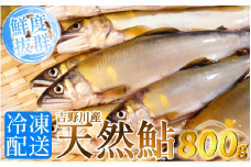 鮎 天然 あゆ 800g 吉野川産 吉野川 清流 釣り鮎 釣り アユ 魚 魚介 川魚 塩焼き アウトドア バーベキュー BBQ キャンプ 国産 酒 ビール おつまみ 弁当 惣菜 おかず 冷凍 徳島県 三好市 みよし miyoshi