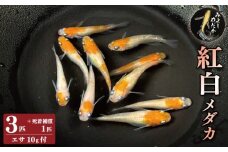 めだか 紅白 3匹 死着補償 +1匹 エサ付き 紅白メダカ 魚 生体 観賞用 ペット 観賞魚 かわいい 母の日 父の日 プレゼント ギフト 贈り物 贈答 徳島県 三好市 みよしめだか