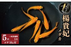 めだか 楊貴妃 5匹 死着補償 +1匹 エサ付き 楊貴妃メダカ 魚 生体 観賞用 ペット 観賞魚 かわいい 母の日 父の日 プレゼント ギフト 贈り物 贈答 徳島県 三好市 みよしめだか