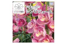 【濃ピンク】シンビジューム 6号鉢 3～4本立て