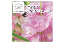【ピンク】シンビジューム 6号鉢 3～4本立て