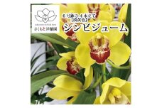 【黄色】シンビジューム 6号鉢 3～4本立て