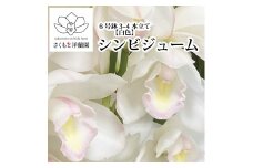 【白】シンビジューム 6号鉢 3～4本立て