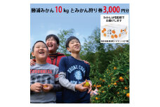 パイロット松下園 勝浦みかん 10kg＋みかん狩り券 3000円分