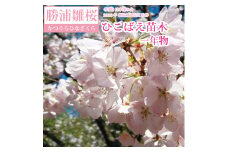 勝浦ひな桜 苗木 1本