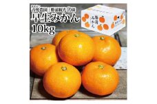 青悦農園 勝浦早生みかん S-LLサイズ 秀品 10kg
