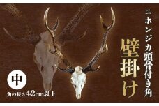 ニホンジカ頭骨付き角　壁掛け 中【配送不可地域あり】※離島 上野浩嗣《90日以内に出荷予定(土日祝除く)》| インテリア 鹿 角 つの オブジェ 飾り インテリア 装飾 徳島県 佐那河内村