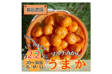 丹精込めて育てました！マルチみかん「うまか」《11月中旬-12月末頃に出荷予定(土日祝除く)》【配送不可地域あり】※離島 みかん ミカン 蜜柑  早生 柑橘 佐那河内 徳島県 箱入り 化粧箱 S M L フルーツ 果物 くだもの 贈答 進物