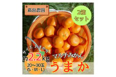 2箱セット　丹精込めて育てました！マルチみかん「うまか」《11月中旬-12月末頃に出荷予定(土日祝除く)》【配送不可地域あり】※離島　みかん ミカン 蜜柑  早生 柑橘 佐那河内 徳島県 箱入り 化粧箱 S M L フルーツ 果物 くだもの 贈答 進物]