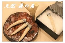 『天然・鹿の角』アクセサリー用パーツ　《30日以内に出荷予定(土日祝除く)》【配送不可地域あり】(離島)