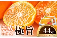 ＜先行予約＞ 熟成みかん『極旨』2箱 廣畠農園《2月初旬-2月末頃出荷予定》徳島県 佐那河内村 みかん ミカン 蜜柑 柑橘 箱入り 化粧箱 フルーツ 果物 くだもの 贈答 【配送不可地域あり】※離島