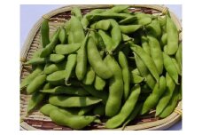 015-104　枝豆
※2026年5月下旬～6月下旬頃に順次発送予定