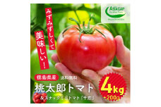 009-101 桃太郎トマト 4kg スナックミニトマト千恋 200g ※2025年11月中旬～2026年6月上旬頃に順次発送予定 ※北海道・沖縄配送不可