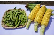 020-103　スイートコーン＆枝豆セット
※2026年5月下旬～6月下旬頃に順次発送予定