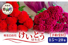 【先行受付】徳島県 那賀町産 けいとう 15本～20本 【6月中旬～9月発送】【徳島県 那賀町 相生の花 生花 お花 花束 生け花 華道 鶏頭 ケイトウ プレゼント 贈り物 フラワーアレンジメント インテリア ドライフラワー 切り花 生産者直送 】 MN-1