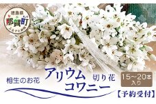 【先行受付】【1月～3月発送】アリウムコワニー 15本～20本 徳島県 那賀町産【相生の花 生花 お花 花束 生け花 華道 生産者直送 プレゼント 贈り物 フラワーアレンジメント インテリア ドライフラワー 切り花 切花】MN-2
