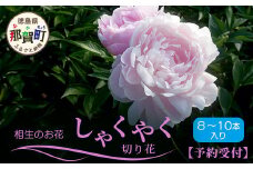 【予約受付】那賀町産 しゃくやく 8本～10本【4月下旬～5月発送】【徳島県 那賀町 相生の花 蕾 生花 お花 花束 生け花 華道 シャクヤク 芍薬 プレゼント 贈り物 フラワーアレンジメント インテリア ドライフラワー 切り花 切花 生産者直送】MN-3