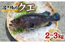 クエ 活き締め 2～3kg 本クエ アラ 鮮魚 クエ鍋 高級 高級魚 産地直送 冷蔵 養殖 国産 九絵