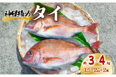 タイ 神経締め 2尾 計約3～4kg 鯛 たい 真鯛 マダイ 鮮魚 産地直送 冷蔵 養殖 国産
