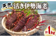先行予約 天然 伊勢海老 1kg 活伊勢海老 厳選 産地直送 【2025年9月中下旬以降にお届け】