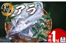 アラ 約1kg 産地直送 冷凍 下処理済 あら 𩺊 高級魚 水揚げ時重量約1kg 下処理後約900g