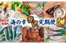 【定期便全６回】海陽町の海の幸『贅沢』定期便 クエ クエ鍋 牡蠣 アマダイ シマアジ アオリイカ 伊勢海老
