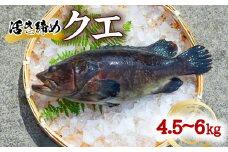 クエ 活き締め 4.5～6kg 本クエ アラ 鮮魚 クエ鍋 高級 高級魚 産地直送 冷蔵 養殖 国産 九絵